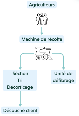Chanvre graine : de la culture au débouché