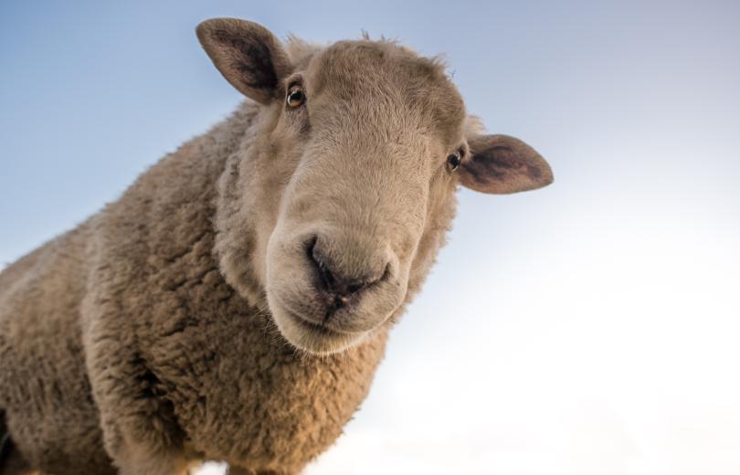 Mouton Mouton