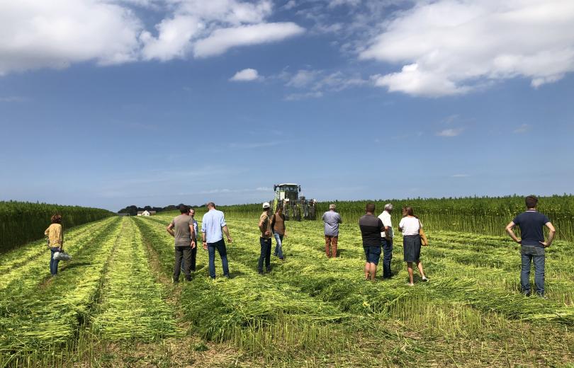 Chanvre textile : enquête auprès des agriculteurs