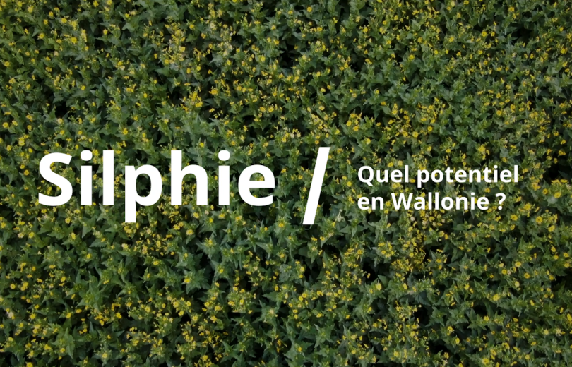 Silphie Silphie