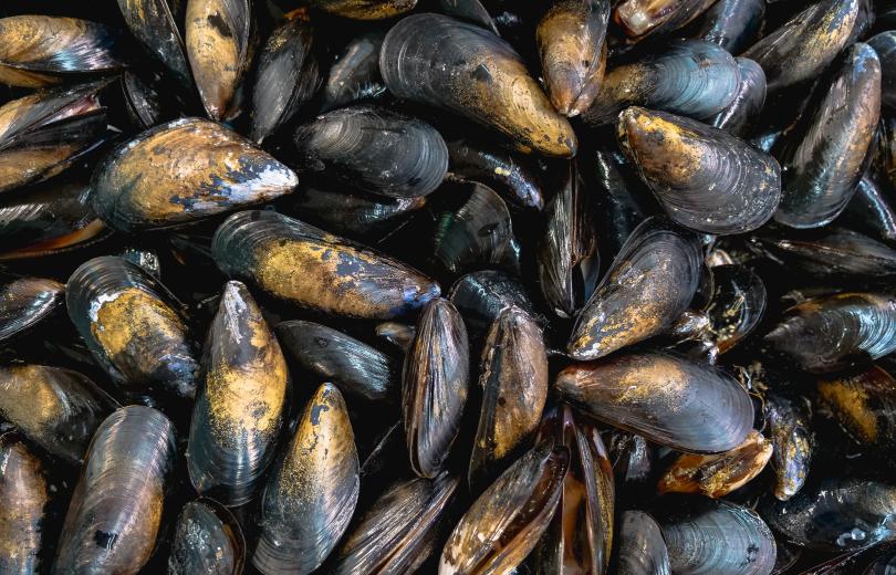 Produits biosourcés en coquilles de moules - Mineralio