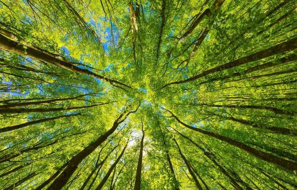Forêt Forêt
