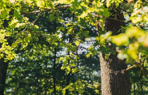 Bois-énergie en Wallonie :  la forêt wallonne peut-elle couvrir durablement nos besoins énergétiques ? 