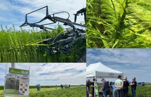 Récolte du chanvre en Wallonie - Hemp4Circularity - Valbiom