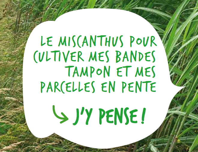 Le miscanthus pour cultiver mes bandes tampon et mes parcelles en pente ? J'y pense ! Le miscanthus pour cultiver mes bandes tampon et mes parcelles en pente ? J'y pense !