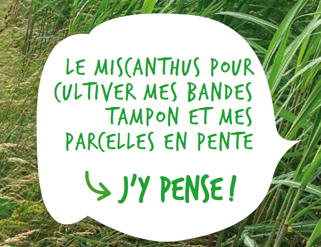 Le miscanthus pour cultiver mes bandes tampon et mes parcelles en pente ? J'y pense !