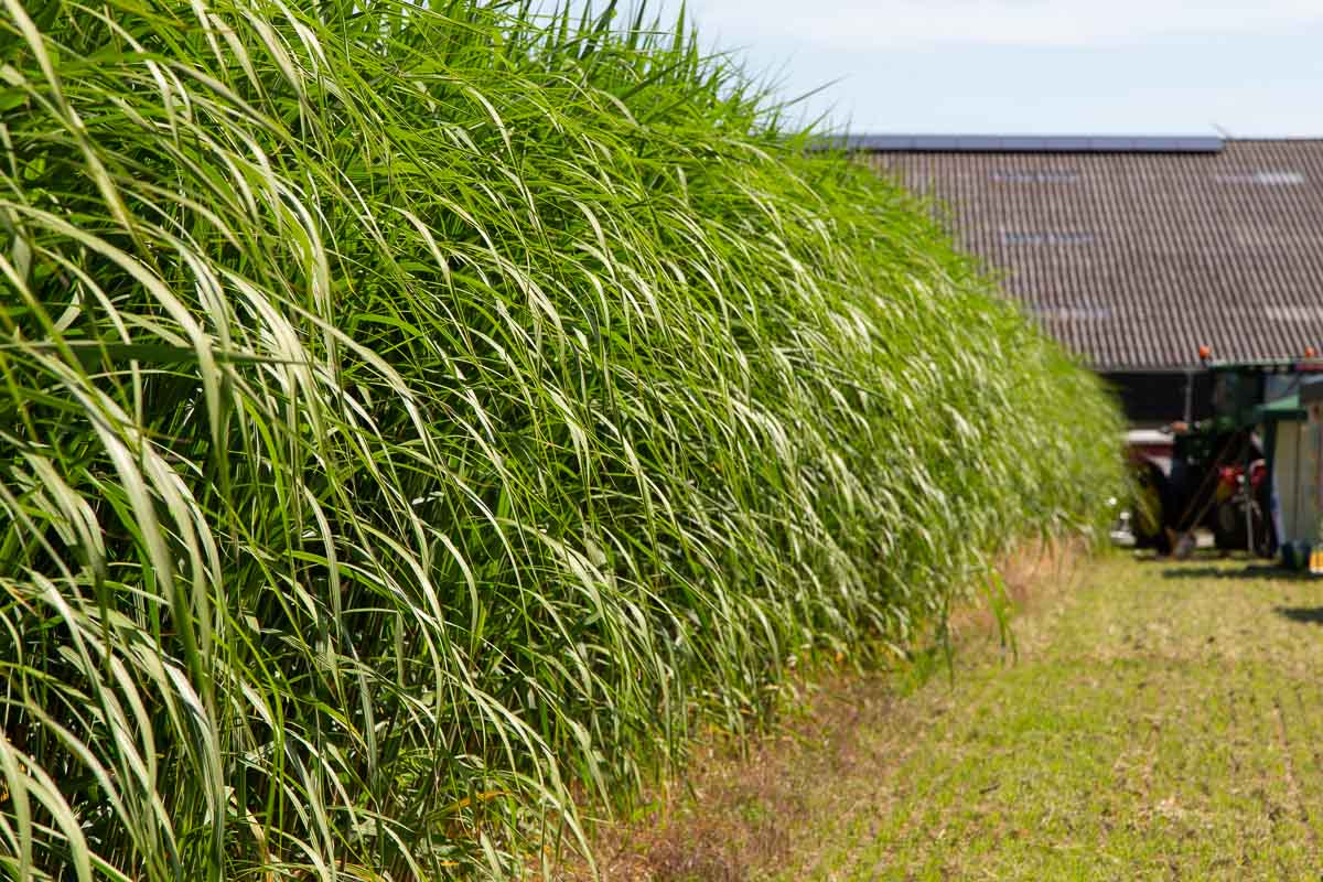 Bande de miscanthus