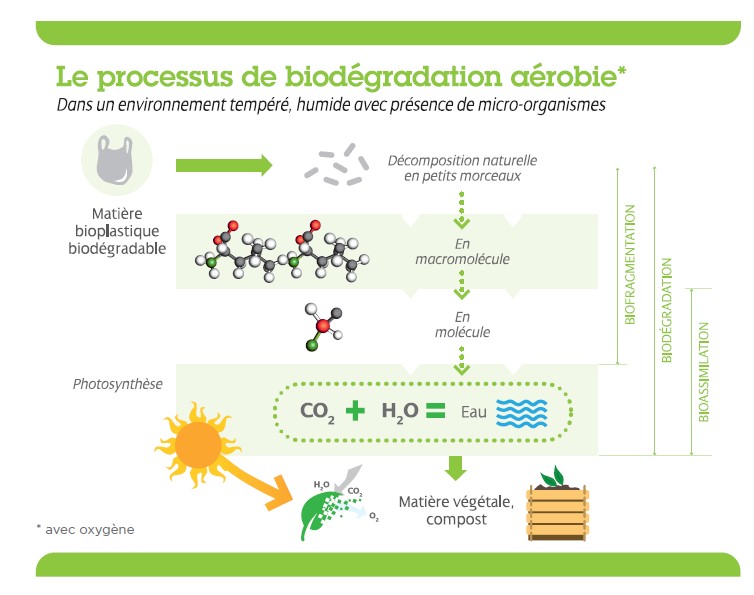 Les sacs plastiques biodégradables ne sont pas si dégradables que ça -  Numerama